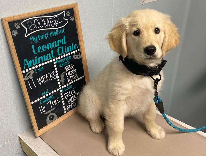 Preventive Care for Dogs