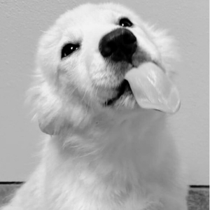 Puppy with tongue out