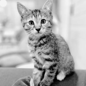 Kitten staring at camera