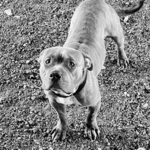 Pitbull wagging tail