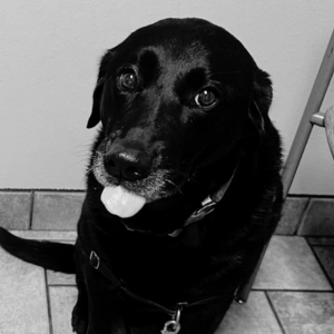 Black dog sticking tongue out